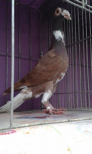 12167065_1043025852396269_1464434549_n