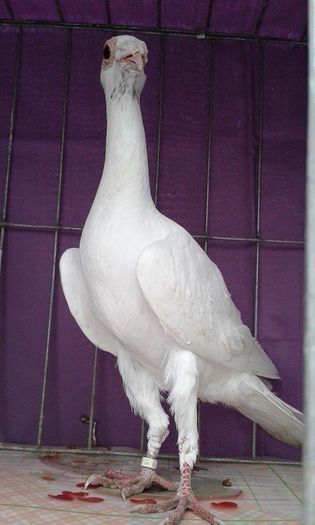 12167077_1043039472394907_2020381087_n