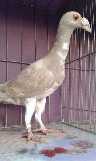 12167119_1043037542395100_2066020478_n