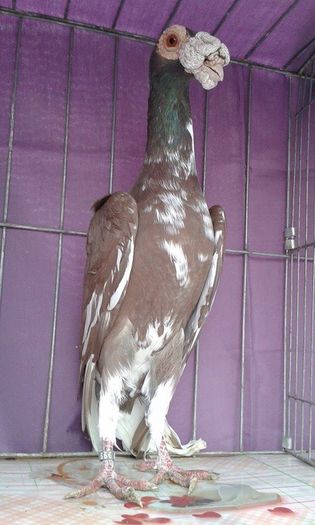 12167172_1043027929062728_1715996818_n