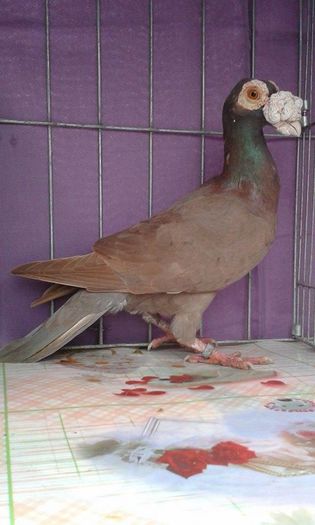 12167220_1043039049061616_1047629935_n