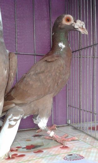 12167227_1043025522396302_561489643_n