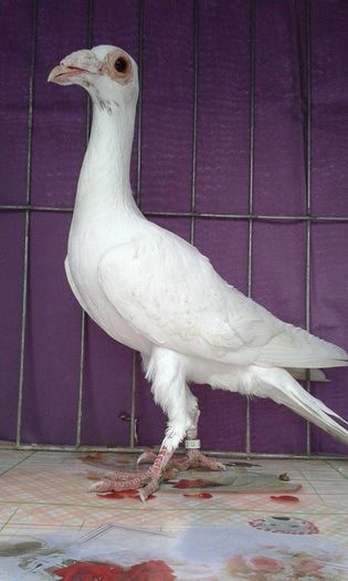 12167485_1043039419061579_1905295137_n