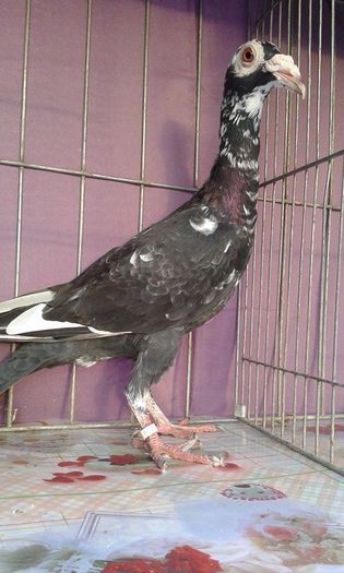 12167490_1043037935728394_1076817728_n (1)