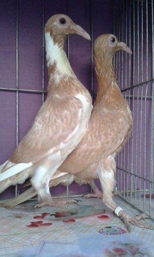 12167581_1043037462395108_470582385_n