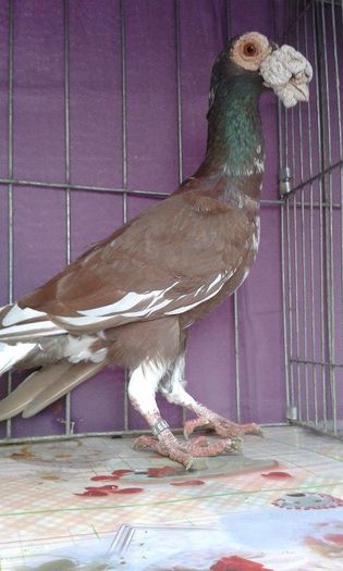 12167608_1043038149061706_443611572_n