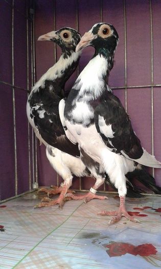 12167702_1043037809061740_1210569350_n