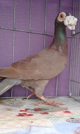 12167809_1043026652396189_1146107670_n