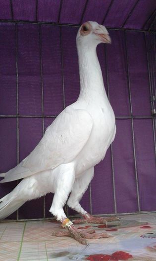 12167870_1043039575728230_730840335_n