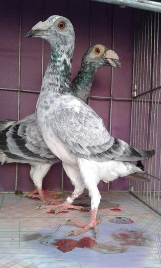 12168076_1043037499061771_515170124_n