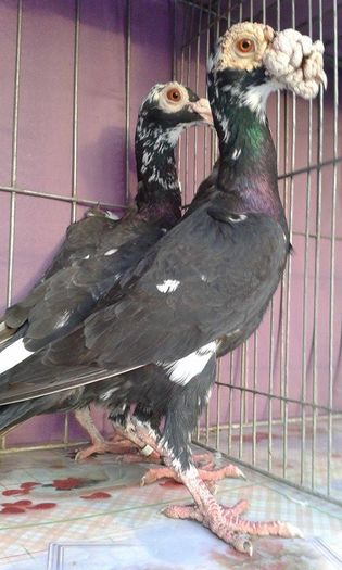 12168090_1043037872395067_1542735429_n (1)