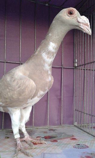 12170310_1043037609061760_2000847674_n