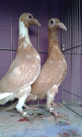 12170474_1043037439061777_1804476953_n