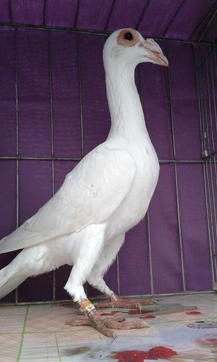 12170559_1043019222396932_19343292_n