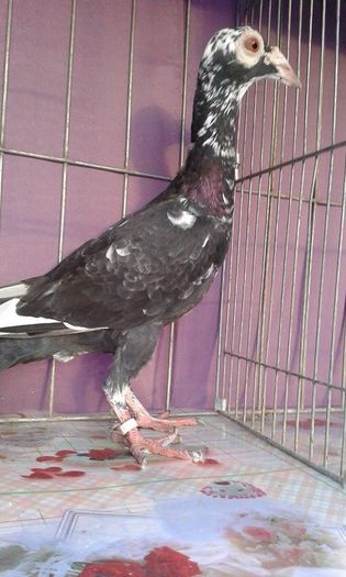 12170606_1043037919061729_307826897_n