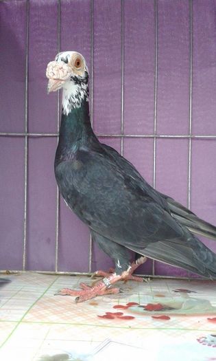 12170768_1043039165728271_2133817306_n