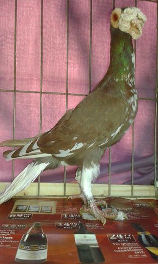 12399479_1076092045756316_472857647_n