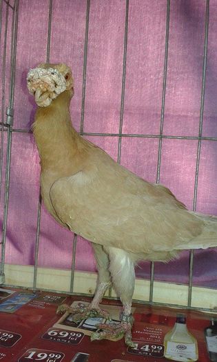 12434212_1076092139089640_434092814_n