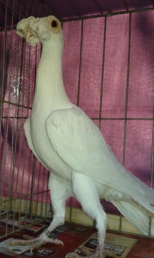 12436129_1076091802423007_126936209_n