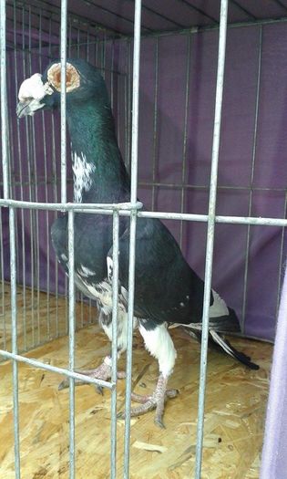 12647946_1095079257190928_1920782739_n