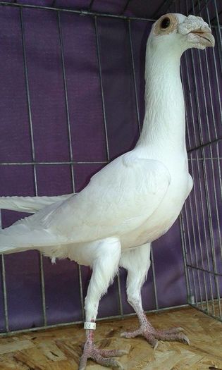 12647998_1095079543857566_518220484_n