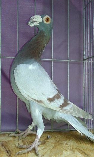 12648079_1095079240524263_2064805154_n (1)