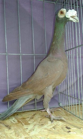 12648165_1095078830524304_959151409_n