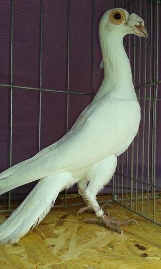 12650264_1095079297190924_2095875602_n