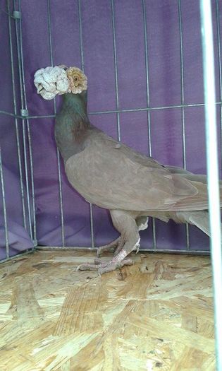 12650550_1095079567190897_882653532_n