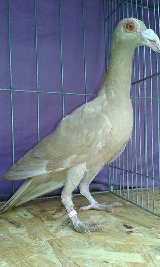 12659651_1095078907190963_1348919877_n