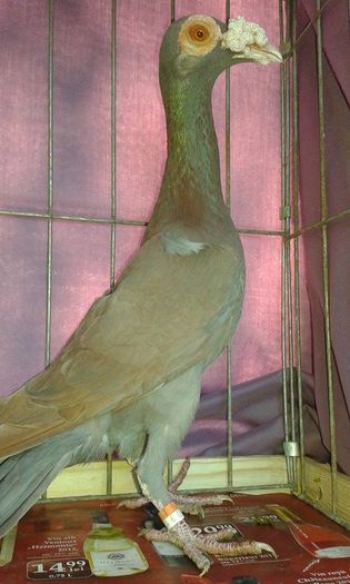 12404198_1076091512423036_418335997_n