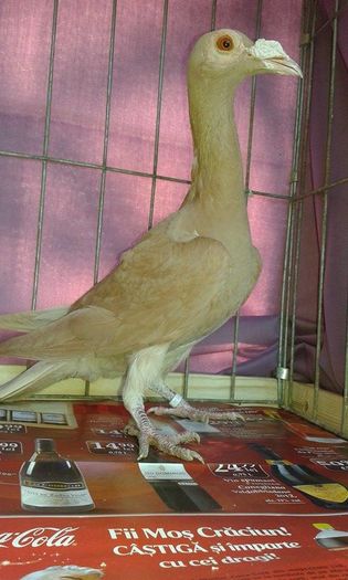 12434646_1076092362422951_1066671469_n