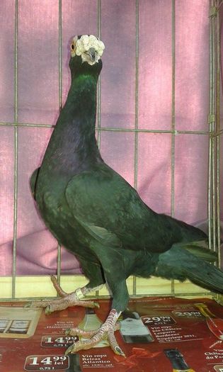 12435547_1076091649089689_1197245735_n