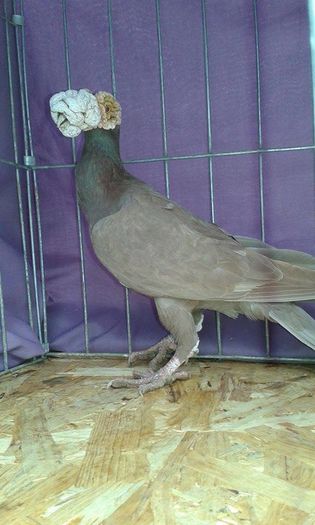 12659575_1095079573857563_1377575172_n