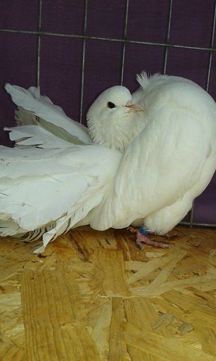 12674365_1095081010524086_528507937_n