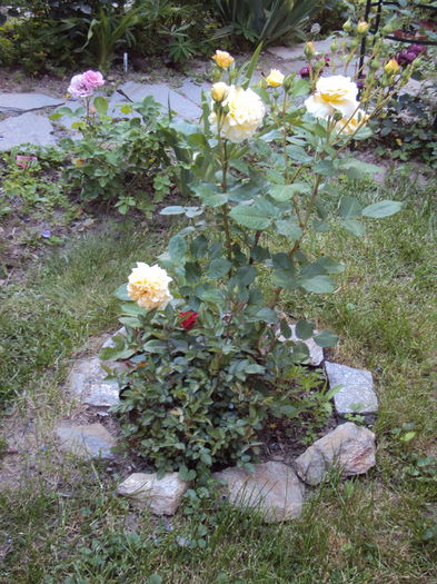 DSC08535