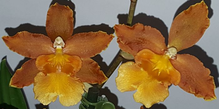  - Odontocidium