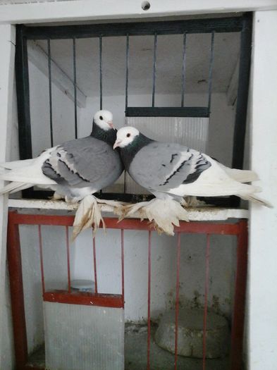 20160130_114448 - Calugari Saxoni