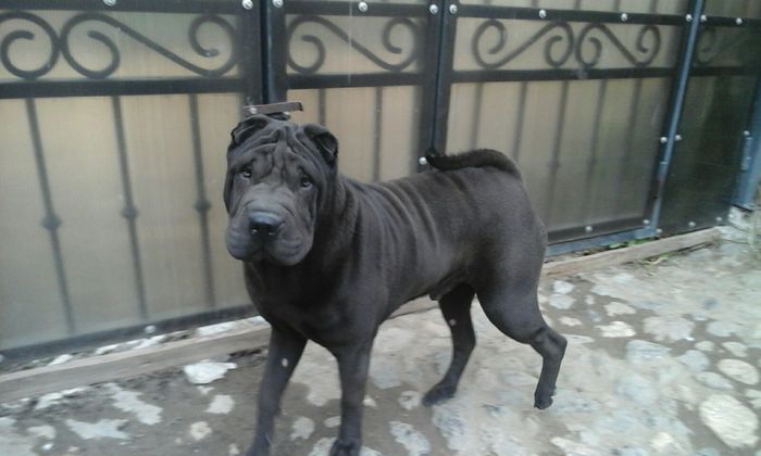 IMG-20160131-WA0025 - shar pei