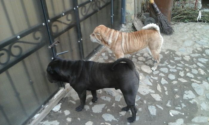 PARINTI PUILOR MAYA & NERO - shar pei