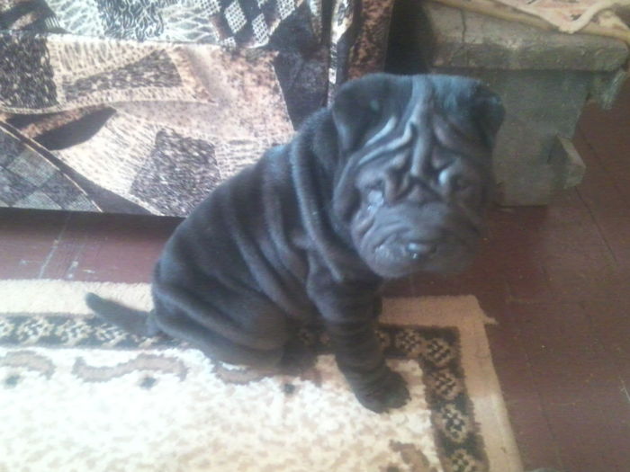 IMG-20160131-WA0026 - shar pei