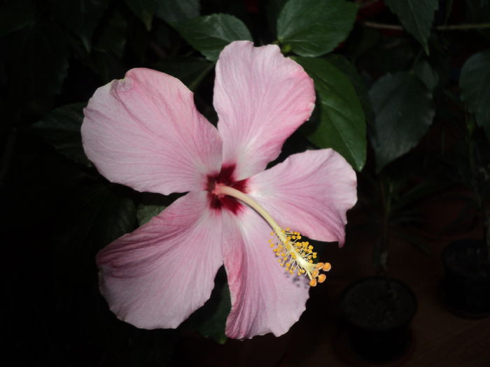 DSC03158 - Hibiscus 2016