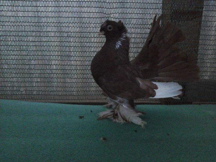 F 5339, 2015; Expo Ploiesti, vanduta