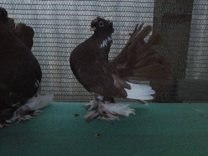 F 5339, 2015; Expo Ploiesti, vanduta - au fost VANDUTI
