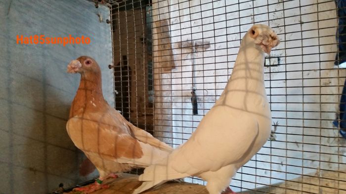 Per.4 M2013 F2013 - Voiajori Italiani de Frumusete