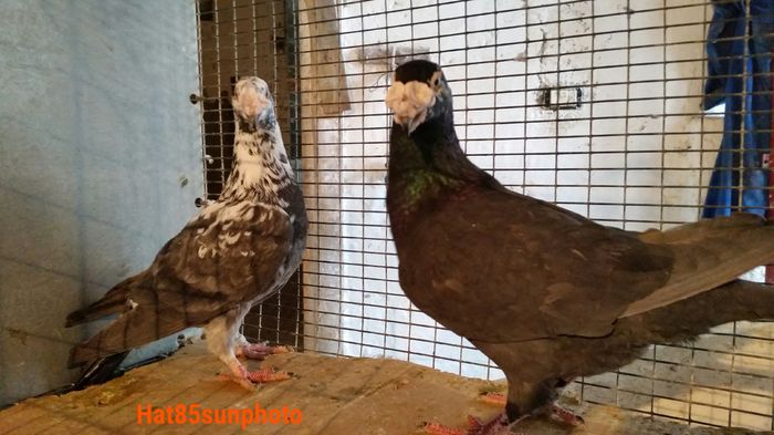 Per.6 M2014 F2015  vanduti