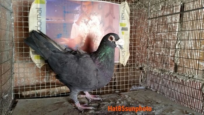 F 2014  vanduta - Voiajori Italiani de Frumusete