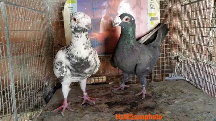 Per.10 M2015 F2014 - Voiajori Italiani de Frumusete