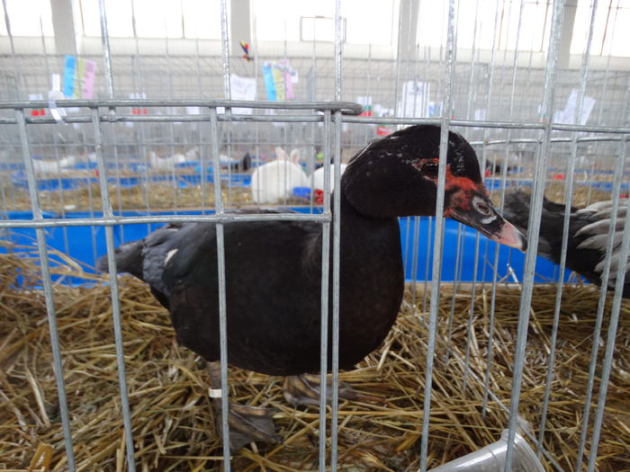 DSC09306 - Expo Pajura Stefanesti ianuarie 2016