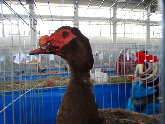 DSC09308 - Expo Pajura Stefanesti ianuarie 2016